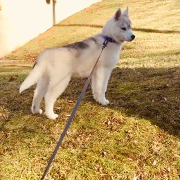 Siberian Husky Puppies from Tugline Siberians