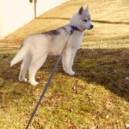 Siberian Husky Puppies from Tugline Siberians