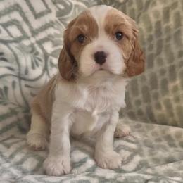 Archer - Blenheim male Cavalier King Charles Spaniel puppy in Romney, West Virginia from The Cozy Cavaliers
