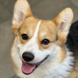 Zuko - Pembroke Welsh Corgi