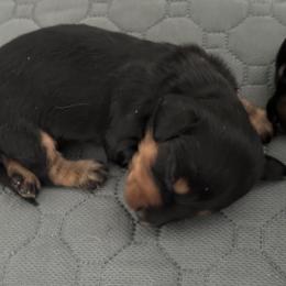 Bailey - Black and tan male Dachshund puppy in Spencer, Ohio from JAM Doxies