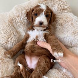 Maple - Red  female Goldendoodle puppy in Gilbert, Arizona from Doodle Bliss