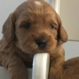 Female 1 - Red  female Goldendoodle puppy in Fredericksburg, Ohio from Timshell Farm Specialty Crossbreed Puppies