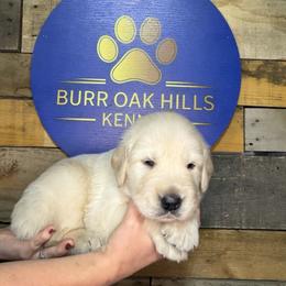 Third Pick - Light golden male Golden Retriever puppy in Kimberly, Idaho from Burr Oak Hills Kennel