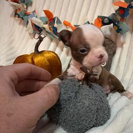 Alphie - Red male Boston Terrier puppy in Tampa, Florida from Bayshore Boston Terrier’s
