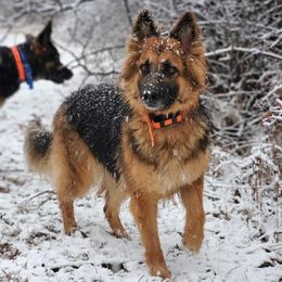German Shepherds from Lingo Dog Training