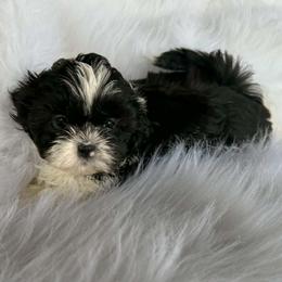 Black and white girl 1 - Black and white female Shihpoo puppy in Newark, Ohio from Gemini Kennels