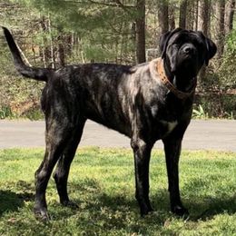Mastiffs from Ozark Mountain Mastiffs