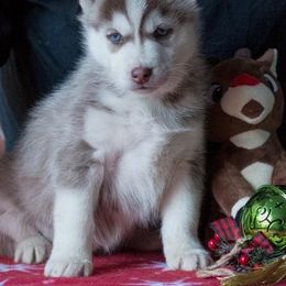 Siberian Husky Puppies from Sassenach Siberians