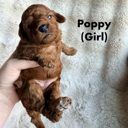 Poppy - Red female Cavapoo puppy in Grants Pass, Oregon from Climate City Cavapoos