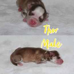Thor - Red and white male Pomsky puppy in Clarkston, Utah from Red Rock Ranch Breeders
