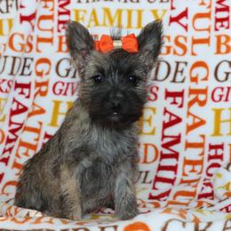 Gemma - Brindle female Cairn Terrier puppy in Goshen, Indiana from Linda’s Lovable Pups