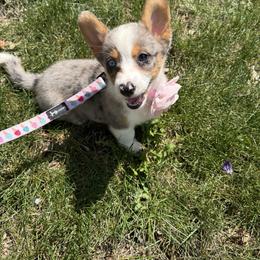 American Corgis and Pembroke Welsh Corgis from McGovern Family Corgis
