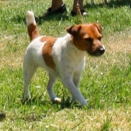 Russell Terrier All Grown Up from Vista Real Russells