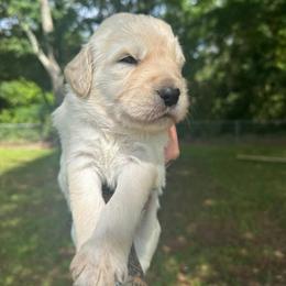 Batman - Cream male Goldendoodle puppy in Glennville, Georgia from Pickle Creek Kennels