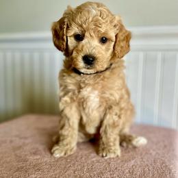 Cap'n Crunch - Apricot male Goldendoodle puppy in Taylorsville, North Carolina from Heartfelt Doodles