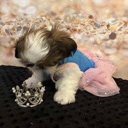 Rennie - Red and white female Shih Tzu puppy in Silver Lake, Oregon from Bling Shih Tzu