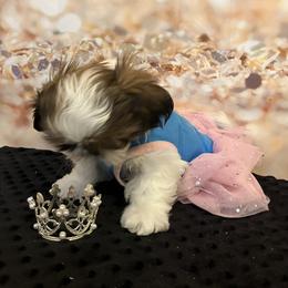 Rennie - Red and white female Shih Tzu puppy in Silver Lake, Oregon from Bling Shih Tzu