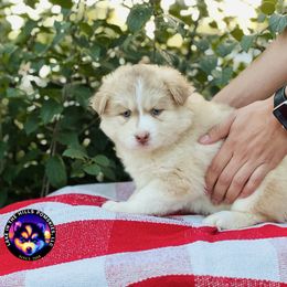 Paris - Lavender female Pomsky puppy in Schaumburg, Illinois from Lake in the hills Pomskies