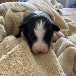 Raven - Black and white male Border Collie puppy in Barnstead, New Hampshire from ☘️ Clover Leaf’s Border Collies