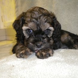 Cockapoo Puppies from Maranatha Cockapoos