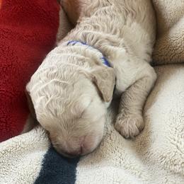 Bear - Cream male Labradoodle puppy in Toledo, Washington from Bigfoot Doodles