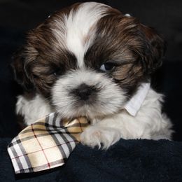 Shih Tzu Puppies from Mimi's Shih Tzus
