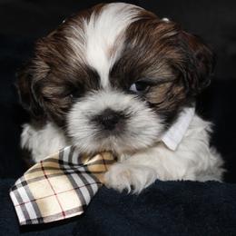Shih Tzu Puppies from Mimi's Shih Tzus
