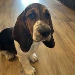 Basset Hound Puppies from TopCrop Bassets