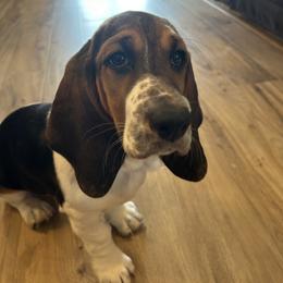 Basset Hound Puppies from TopCrop Bassets