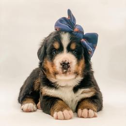 Patsy Cline - Black rust and white female Bernese Mountain Dog puppy in Hudson, Indiana from TurkeyCreek-K9