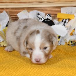 Buzz - Red merle male Australian Shepherd puppy in Kirksville, Missouri from BellSharps Australian Shepherds