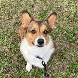 Ginger - Pembroke Welsh Corgi