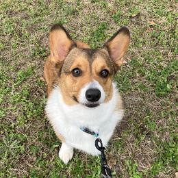 Ginger - Pembroke Welsh Corgi