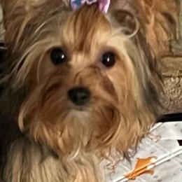 Ellie - Yorkshire Terrier