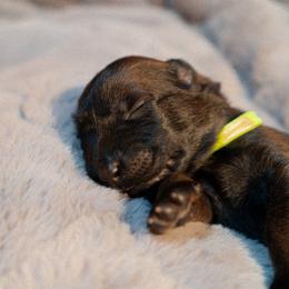 Drogo - Fawn male Belgian Malinois puppy in Baltimore, Maryland from Abenteurer German Shepherds & Belgian Malinois
