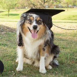 Miniature Australian Shepherds from 4M Australian Shepherds