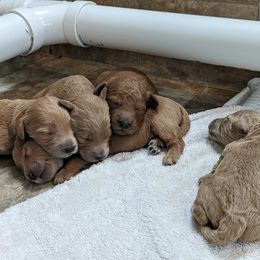 Goldendoodle Puppies from Rocks & Roses Doodles