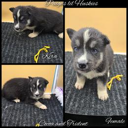 Kira - Black tan and white female Siberian Husky puppy in Bloomfield, Indiana from Paiges lil huskies