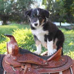 Winston - Tri-color male Border Collie puppy in Kalispell, Montana from Last Call Border Collies