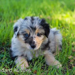 Cappuccino - Blue merle male Australian Shepherd puppy in Stephenville, Texas from AW Standard Aussies