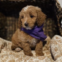 Dolly - Apricot female Goldendoodle puppy in Bonham, Texas from Happy Valley Puppies