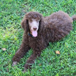 Poodle Puppies from RK'S Pets