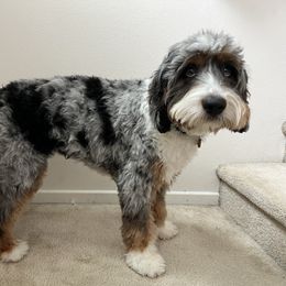 Sunday - Bernedoodle