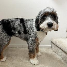 Sunday - Bernedoodle