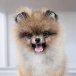 Layla - Orange sable female Pomeranian puppy in Coleman, Oklahoma from Pretty Poms