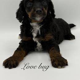 Lovebug - Phantom male Poodle puppy in Wheatland, California from Sapphire Ridge Poodles