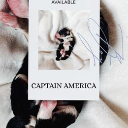 Captian America - Tri-color male Bernedoodle puppy in Jackson, Missouri from Pincksten Family Doodles