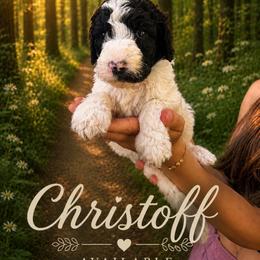 Christoff - Parti male Poodle puppy in Washington, Pennsylvania from Patriotic Poodles