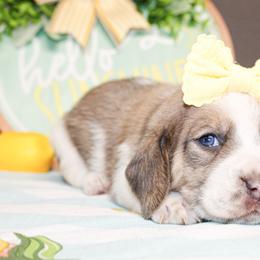 Sandy - Blue tan and white female Basset Hound puppy in Antlers, Oklahoma from Rocking H